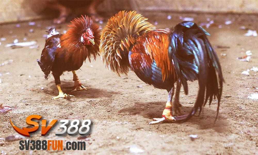 Các giao dịch trên nền tảng Bet88 đều an toàn - Bet88