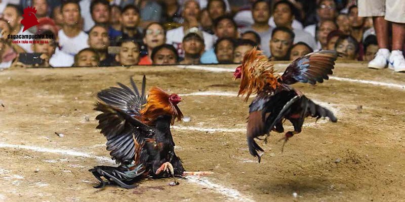 Việc rút tiền từ 898Bet diễn ra rất nhanh chóng - 898Bet