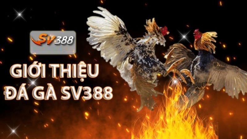 Tại sao nên tham gia Liên minh Tf88? - Tf88