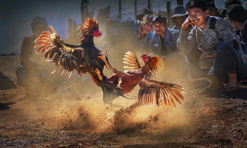 Sản phẩm này có thể được mua trên các trang web trò chơi giải trí được xếp hạng F8bet - F8bet